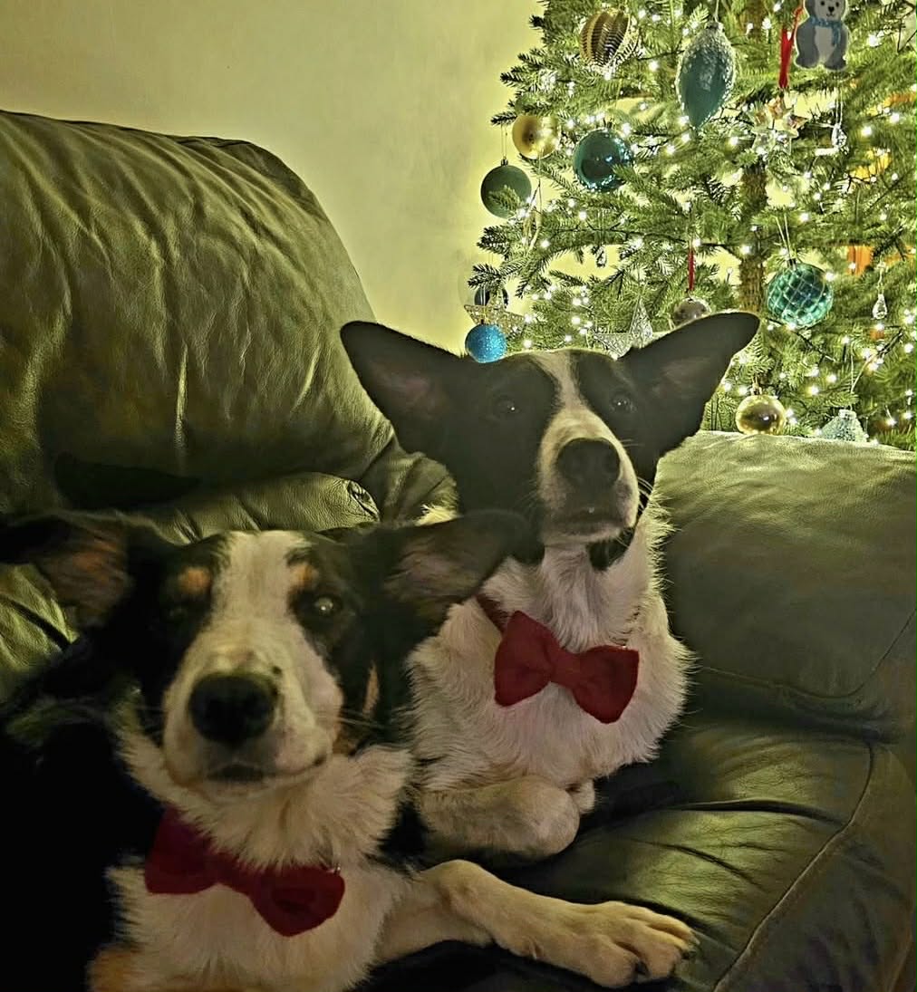 From the Croft. Winter winds & gin wins